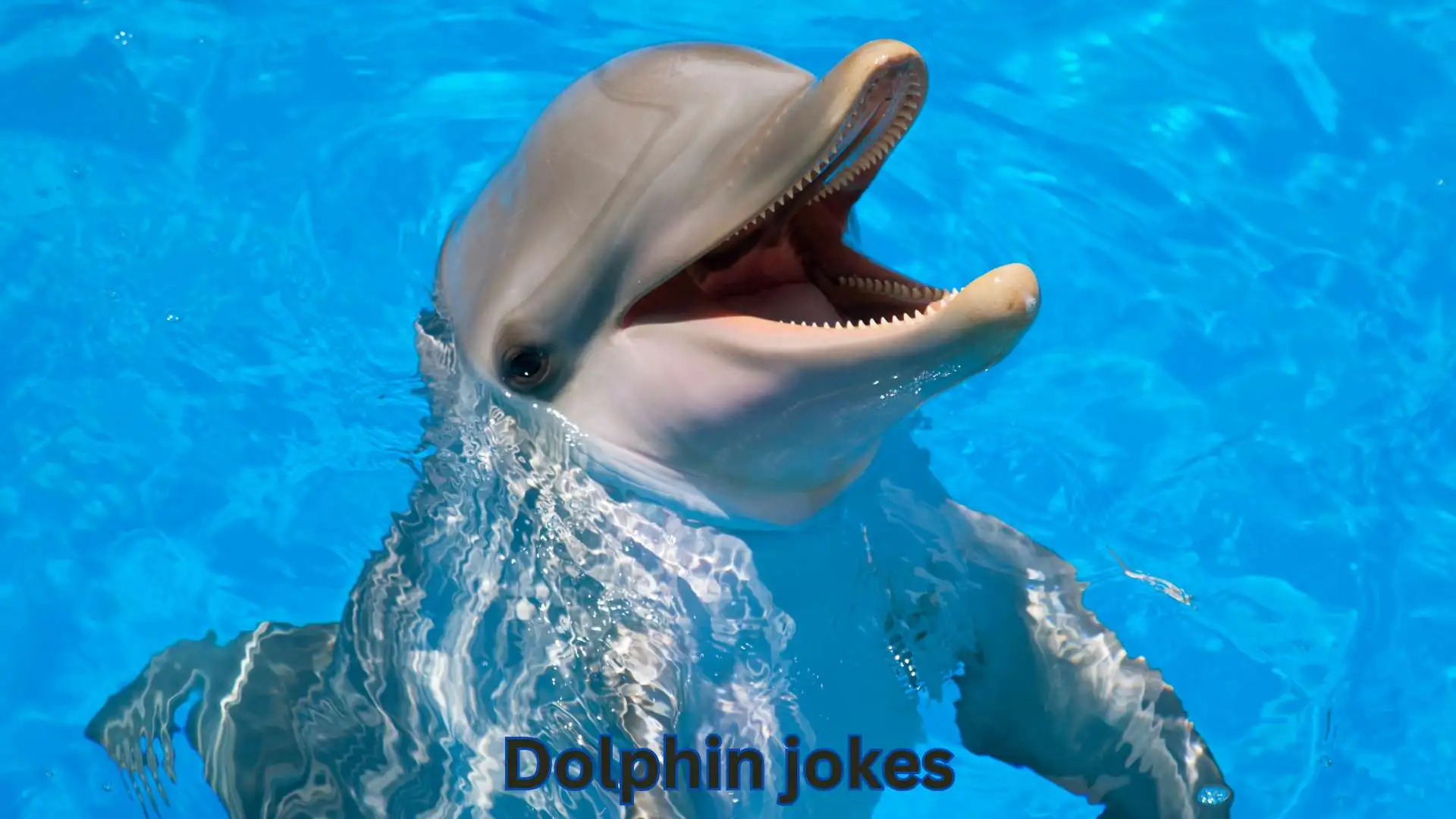 You are currently viewing Dolphin Jokes | 394 That Are Fin-tastically Funny in 2025