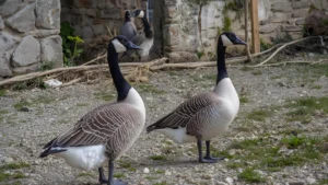 Read more about the article 320+ Goose Jokes That Will Make You Honk With Laughter  For 2025<div class="last-updated" style="font-size:14px; font-weight:bold; color:#444; background:#f5f5f5; padding:10px; border-radius:5px; margin-top:10px; margin-bottom:20px;">
                 Last updated: October 9, 2025 at 2:36 pm by official.msgzi@gmail.com
            </div>
